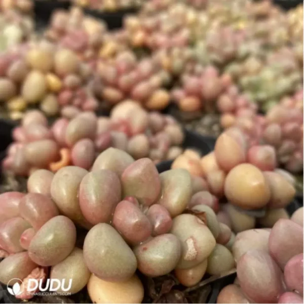 Graptopetalum Vanguard Party Clustering - Image 3