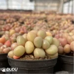 Graptopetalum Vanguard Party Clustering - Image 4