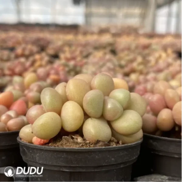 Graptopetalum Vanguard Party Clustering - Image 4