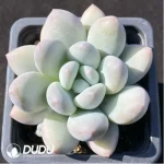 Pachyveria Perfume