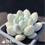 Pachyveria Perfume - Image 2