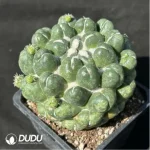 Cactus-Coryphantha elephantidens