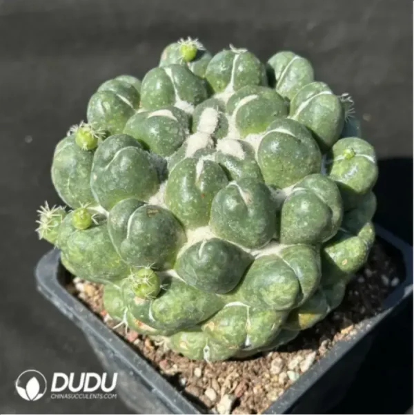 1756119769-1-2995.webp Cactus-Coryphantha elephantidens - Image 1