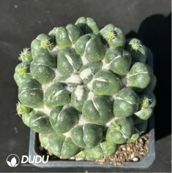 1756119770-2-2000.webp Cactus-Coryphantha elephantidens - Image 2