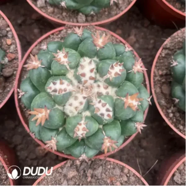 1756119772-2-1385.webp Cactus-Coryphantha elephantidens - Image 2