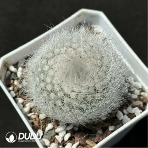 1756119773-1-2140.webp Cactus-Parodia scopa var. - Image 1