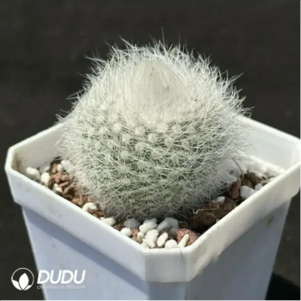 1756119774-2-1374.webp Cactus-Parodia scopa var. - Image 2