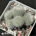 Cactus-Parodia scopa var. Clustering