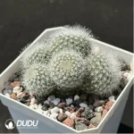 Cactus-Parodia scopa var. Clustering - Image 2