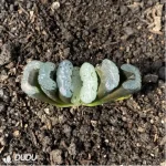 Haworthia Elegans 'Potosina'
