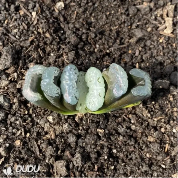 Haworthia Elegans 'Potosina' - Image 1