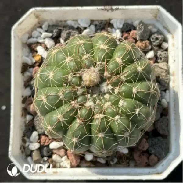 Cactus- Parodia werneri Parodia - Image 1