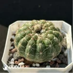 Cactus- Parodia werneri Parodia - Image 2