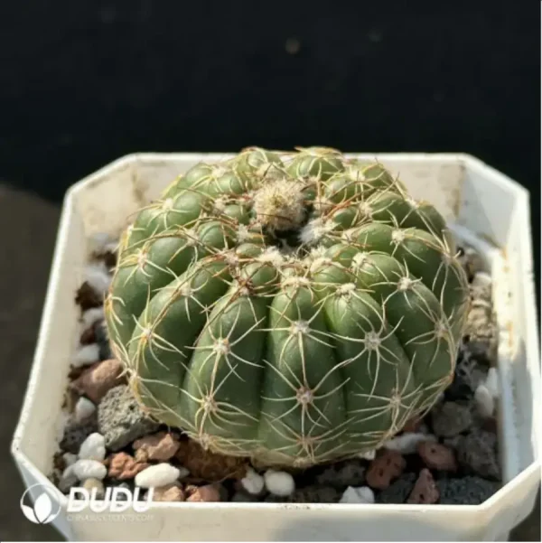 Cactus- Parodia werneri Parodia - Image 2