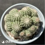 Cactus- Parodia werneri Parodia Clustering