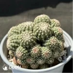 Cactus- Parodia werneri Parodia Clustering - Image 2