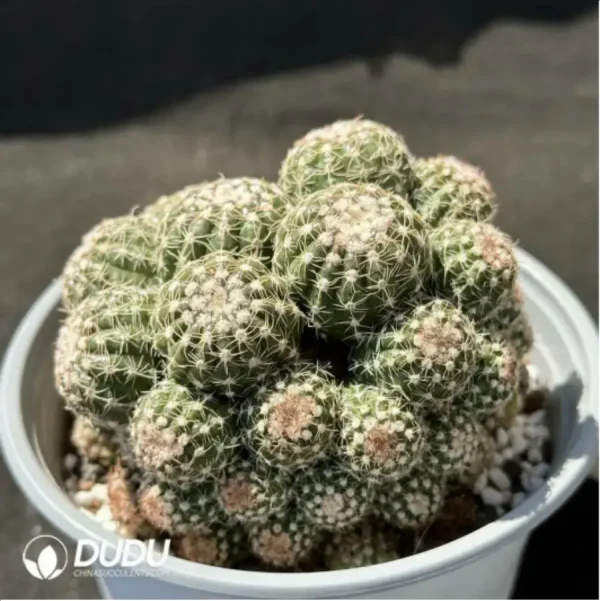 1756119786-2-1454.webp Cactus- Parodia werneri Parodia Clustering - Image 2