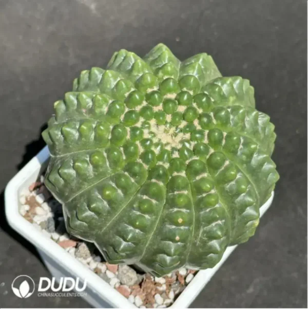 1756119787-1-2192.webp Cactus- Parodia werneri Parodia - Image 1