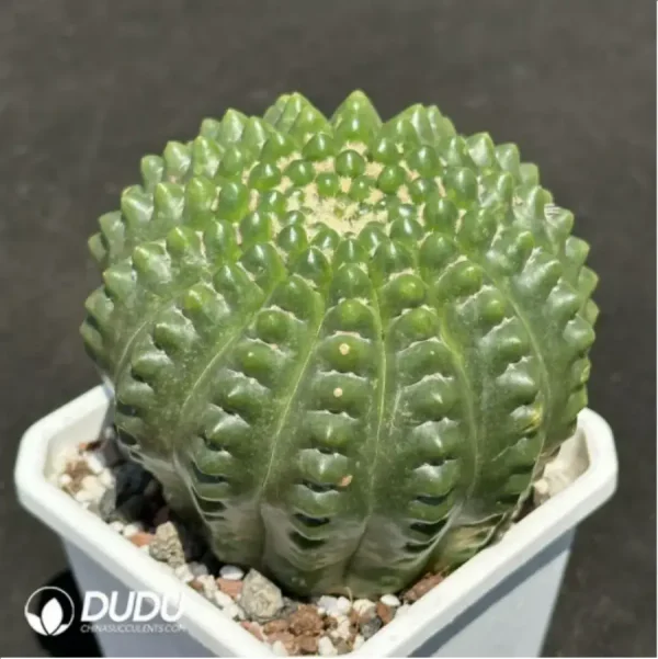 1756119788-2-1426.webp Cactus- Parodia werneri Parodia - Image 2