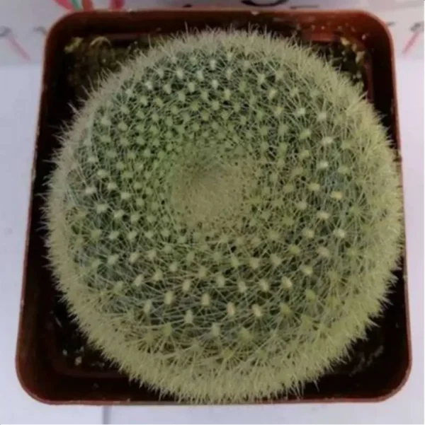 1756119791-1-3093.webp Cactus-Parodia haselbergii - Image 1