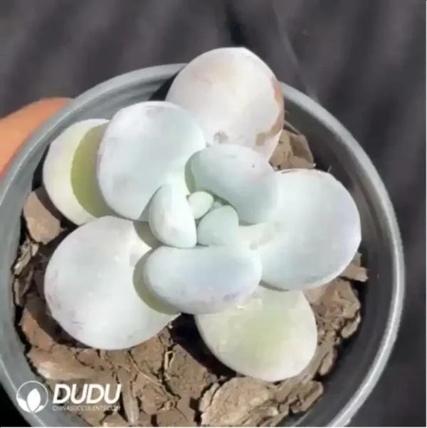 Pachyphytum Snow beauty - Image 1