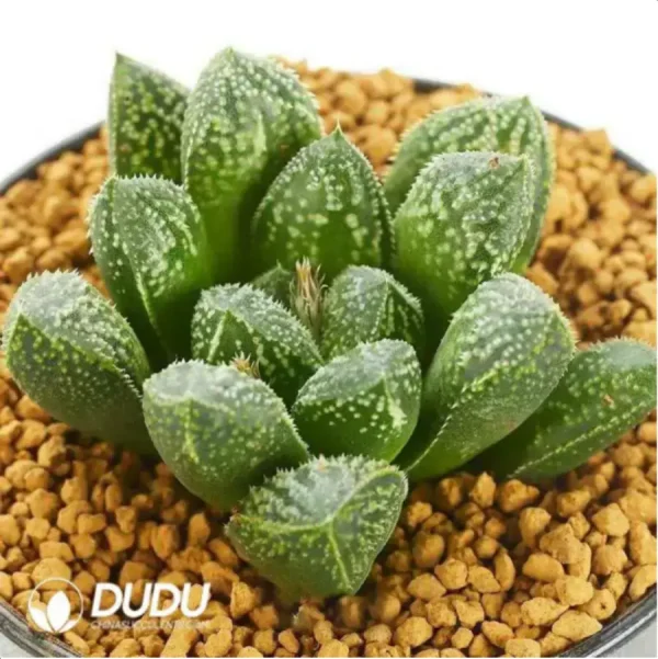 1756119794-1-1577.webp Haworthia Snow Bunny - Image 1