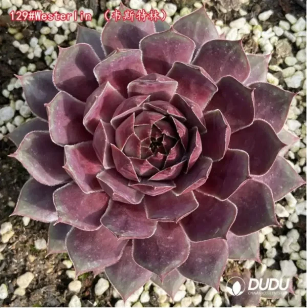 Sempervivum Westerlin - Image 1