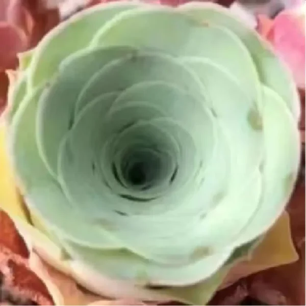 Aeonium Greenovia Blood Sakura - Image 1