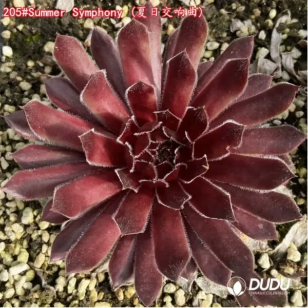Sempervivum Summer Symphony - Image 1