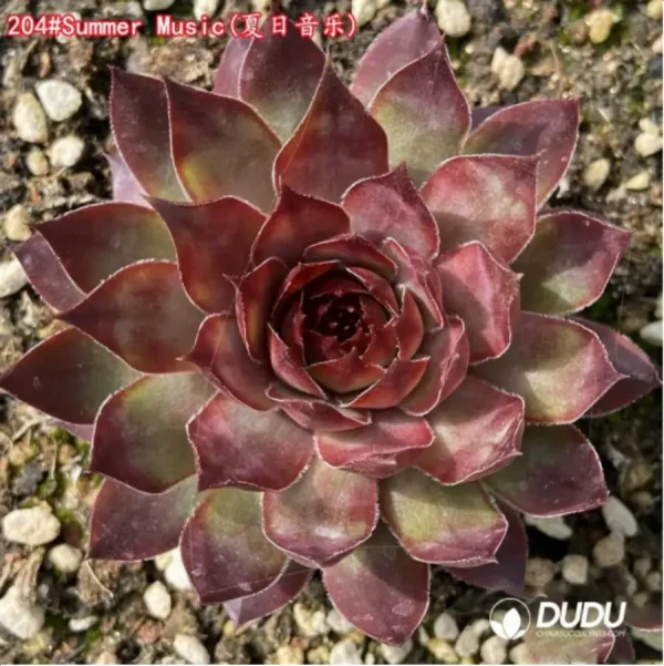 Sempervivum Summer Music - Image 1