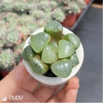 Haworthia Athena - Image 3