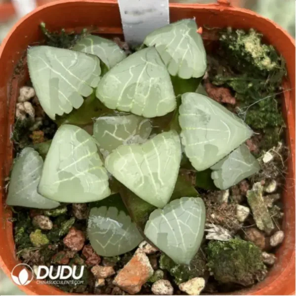 1756119804-1-1733.webp Haworthia Athena - Image 1