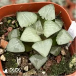 Haworthia Athena - Image 2
