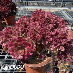 Aeonium Athena Cristata