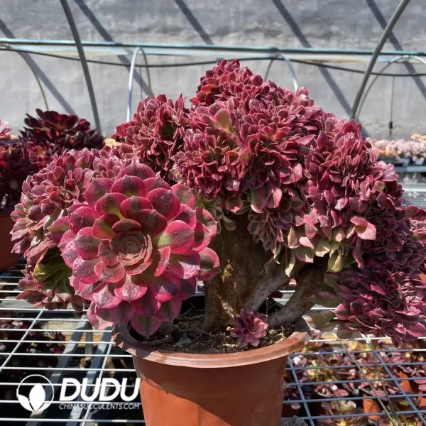 Aeonium Athena Cristata - Image 2