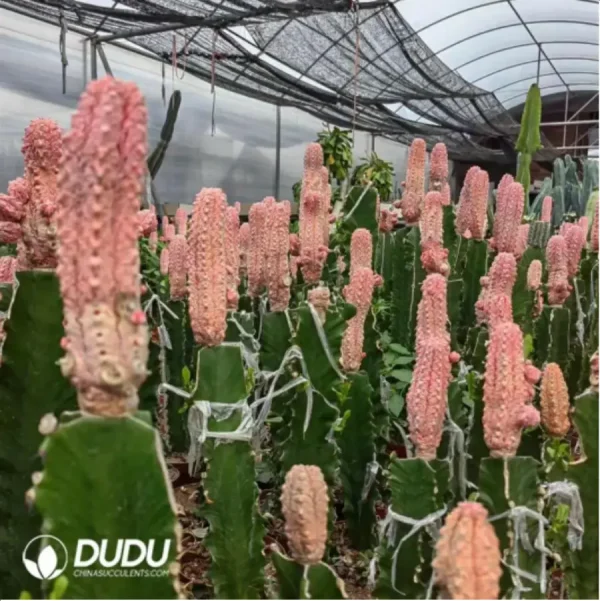 Euphorbia-abdelkuriBalfour fil Variegated - Image 1