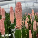 Euphorbia-abdelkuriBalfour fil Variegated - Image 2