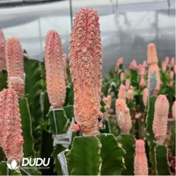 Euphorbia-abdelkuriBalfour fil Variegated - Image 2