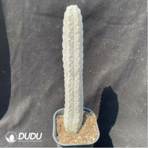 Euphorbia-abdelkuriBalfour fil - Image 1