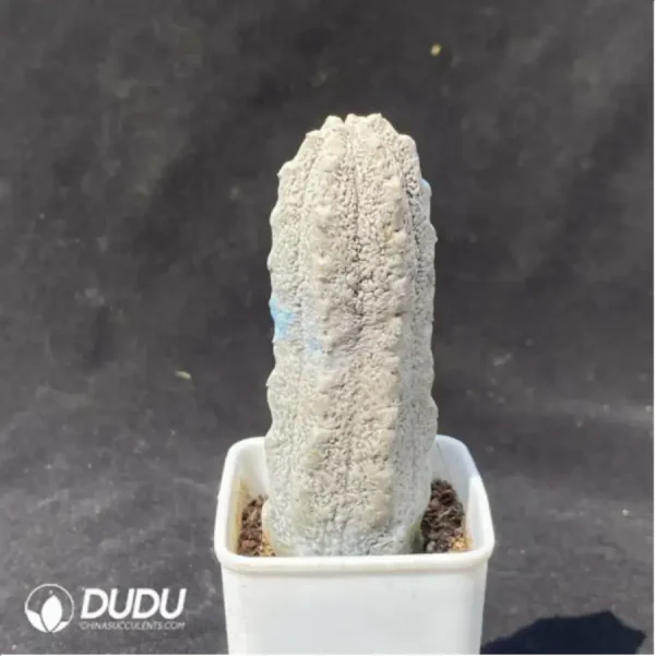 1756119815-1-1751.webp Euphorbia-abdelkuriBalfour fil - Image 1