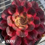 Aeonium fireworks