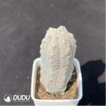 Euphorbia-abdelkuriBalfour fil - Image 2