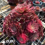 Aeonium fireworks Clustering