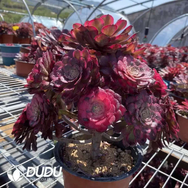 Aeonium fireworks Clustering - Image 2