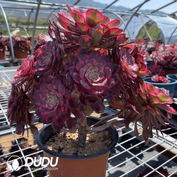 Aeonium fireworks Clustering - Image 3