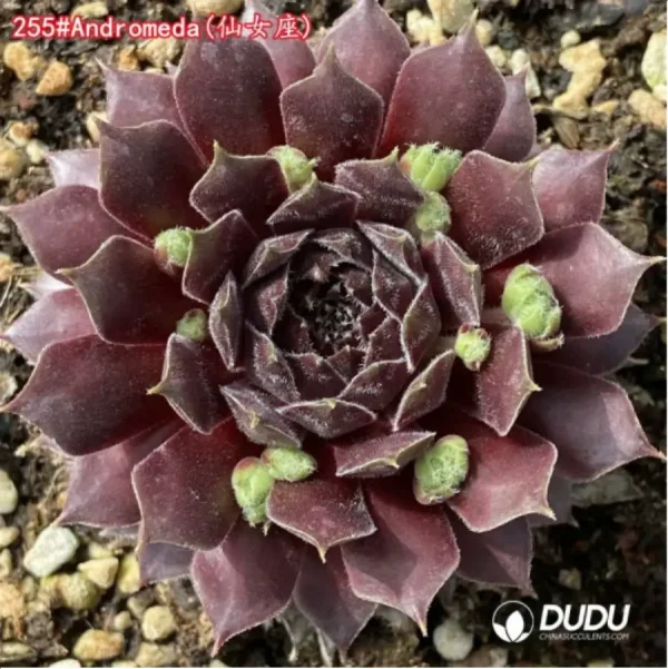 Sempervivum Andromeda - Image 1