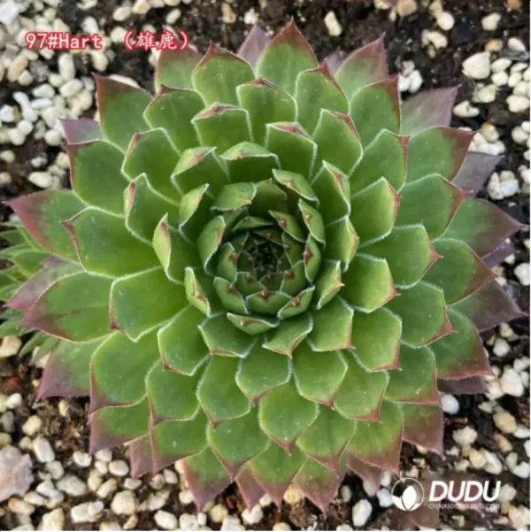 Sempervivum Hart - Image 1