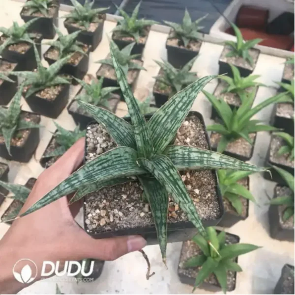 Sansevieria Crocodile Rock - Image 1