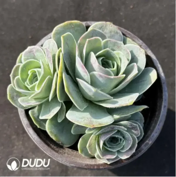 Aeonium Jero Greenovia Clustering - Image 1