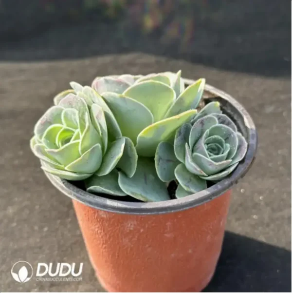 Aeonium Jero Greenovia Clustering - Image 2